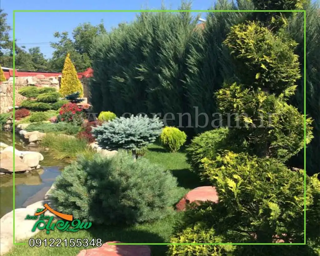 گیاهان محوطه سازی