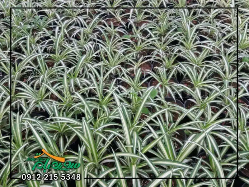 نکات و شرایط نگهداری گندمی