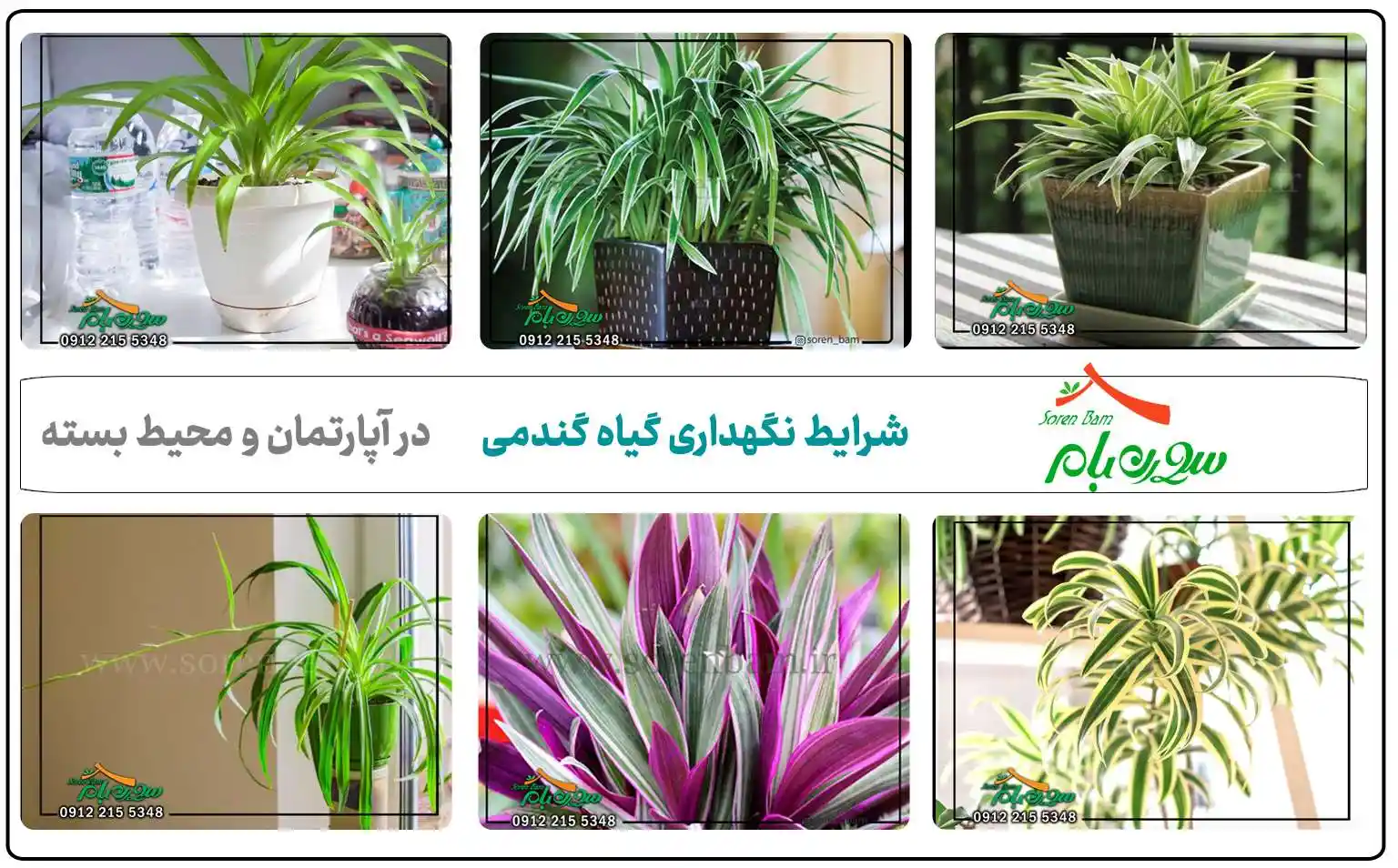 شرایط نگهداری گل گندمی در آپارتمان و محیط بسته