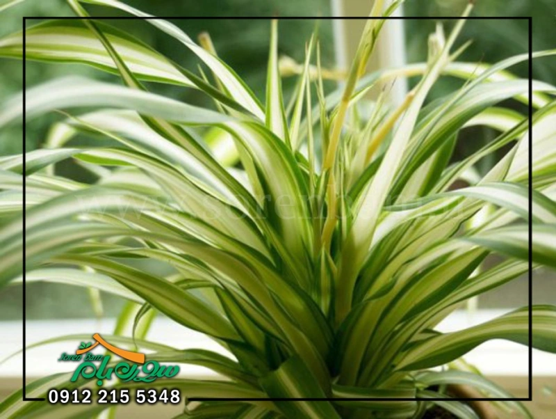 گندمی ابلق Variegated Spider Plant