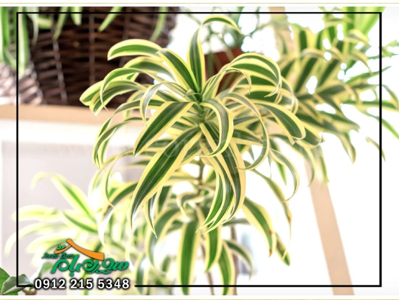 گل گندمی زبرا Zebra Spider Plant