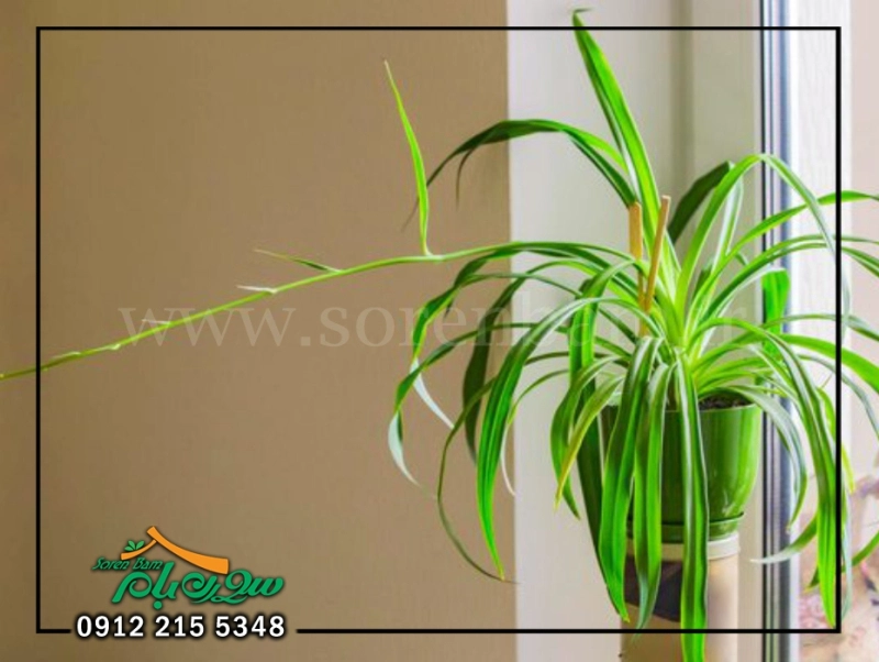 گل گندمی هاوایی Hawaiian Spider Plant