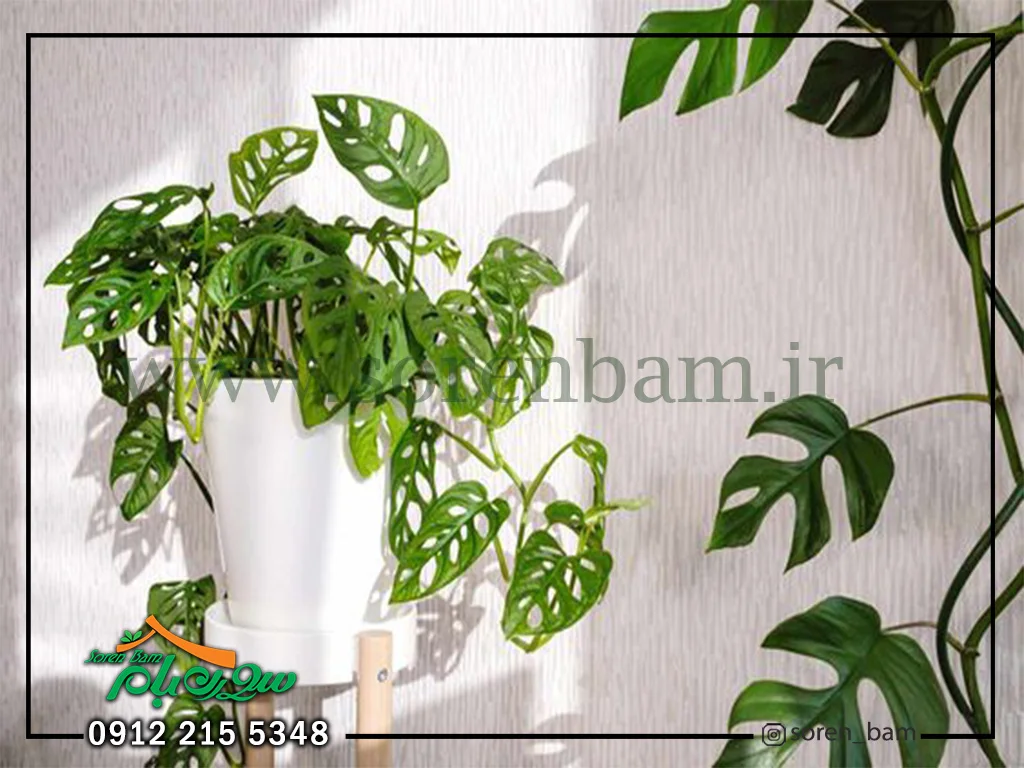 کاشت برگ انجیری