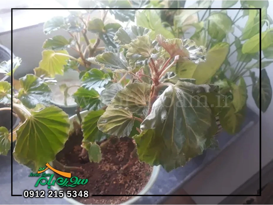 نور مناسب برای گل بگونیا