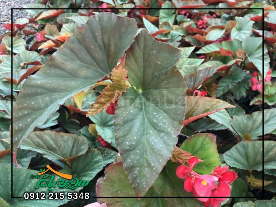 گل بگونیا آفریقایی