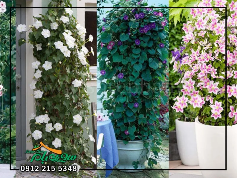 قوی ترین نژاد گل و درختچه برای روف گاردن