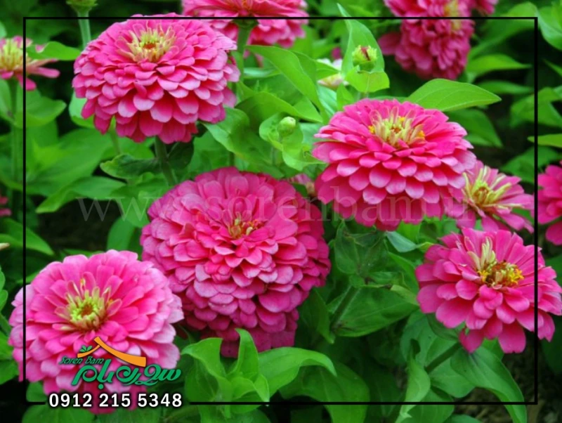 گل آهار در روف گاردن