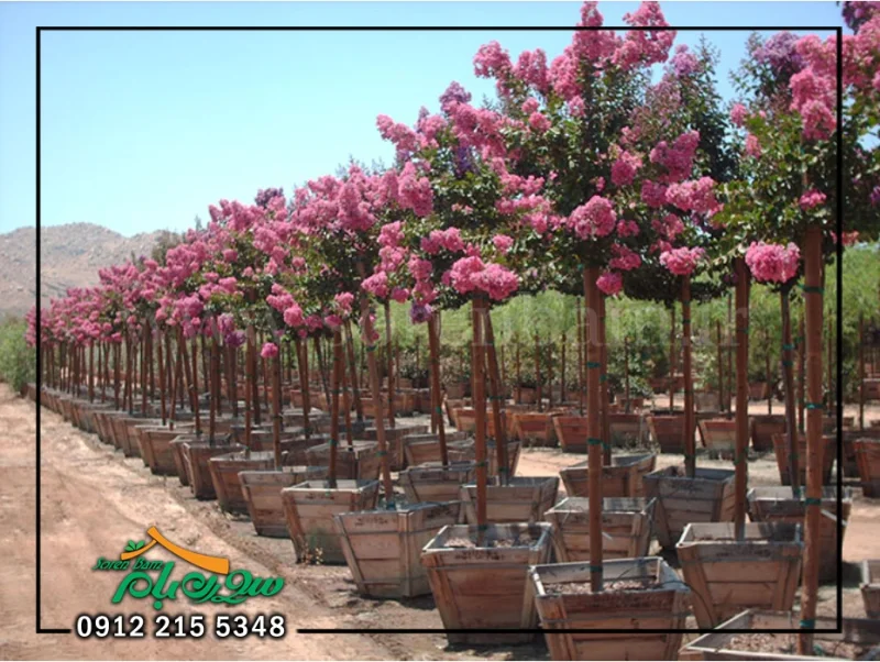 گل های بوته ای دائمی روف گاردن