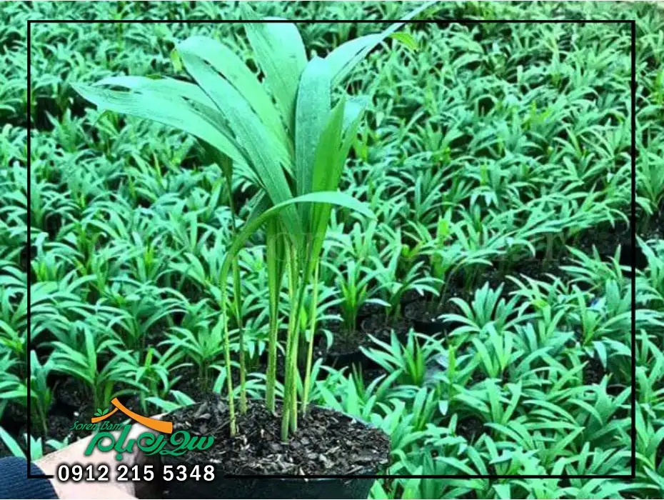 خاک مناسب برای رشد نخل اریکا