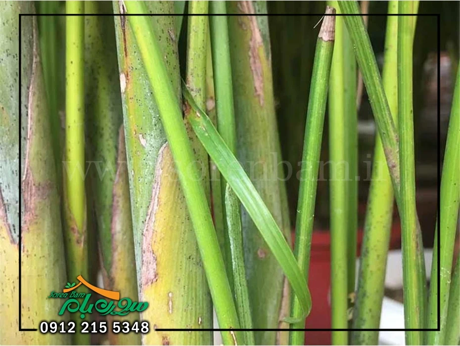 لکه های قهوه ای روی ساقه اریکا