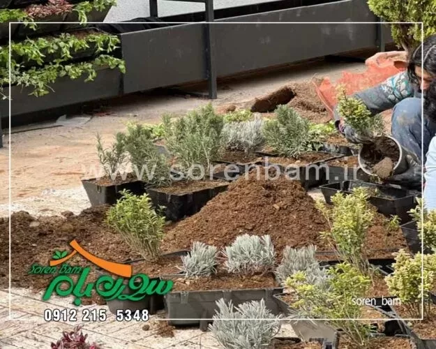 دیوار سبز طبیعی فرشته