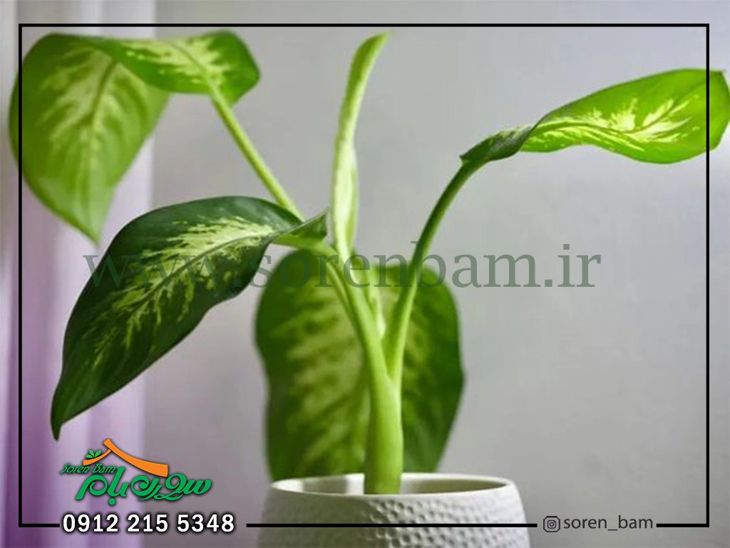 کاشت گیاهان دیوار سبز و آپارتمانی دیفن باخیا