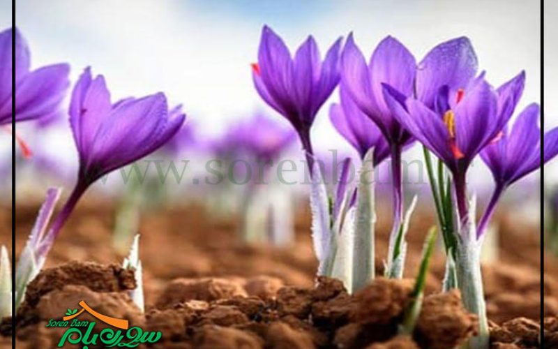 آبیاری قطره ای زعفران