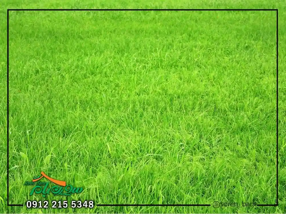 چمن کاری کاشت چمن طبیعی