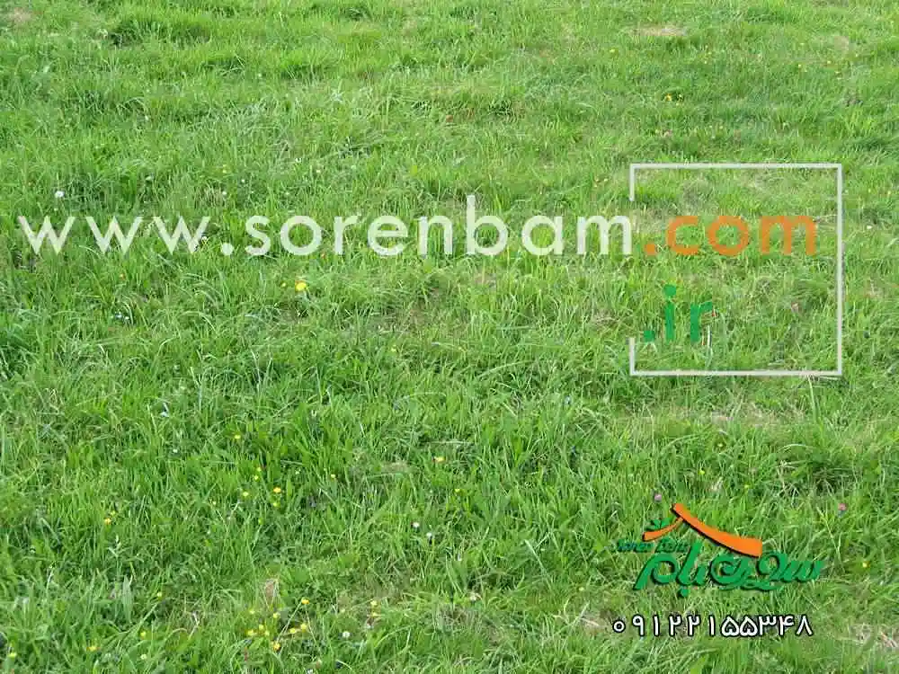 چمن کاری انواع کاشت چمن طبیعی