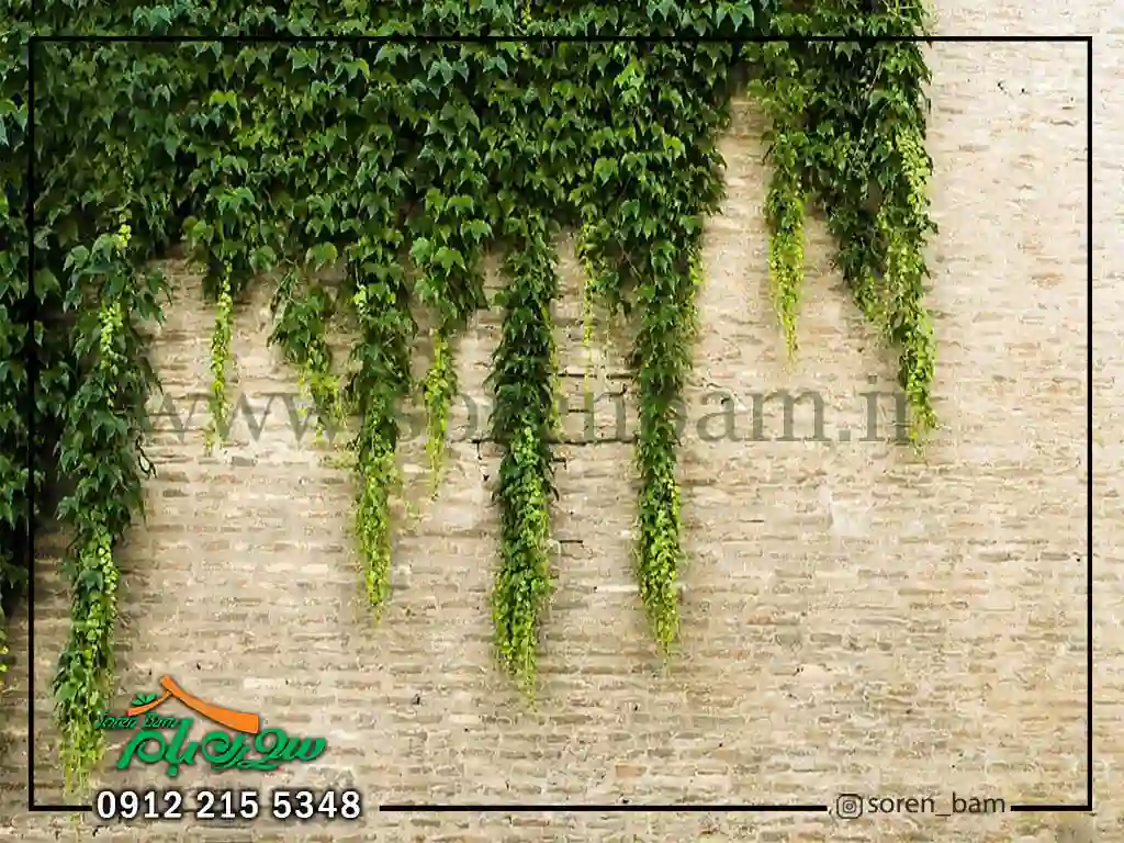 گیاهان دیوار سبز