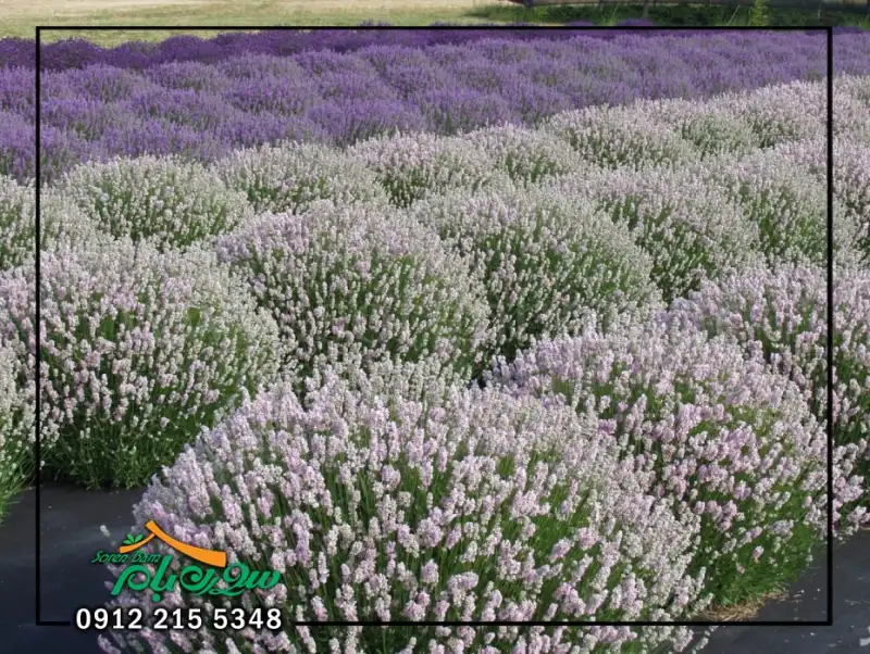 لوندر ( اسطوخودوس ) در روف گاردن