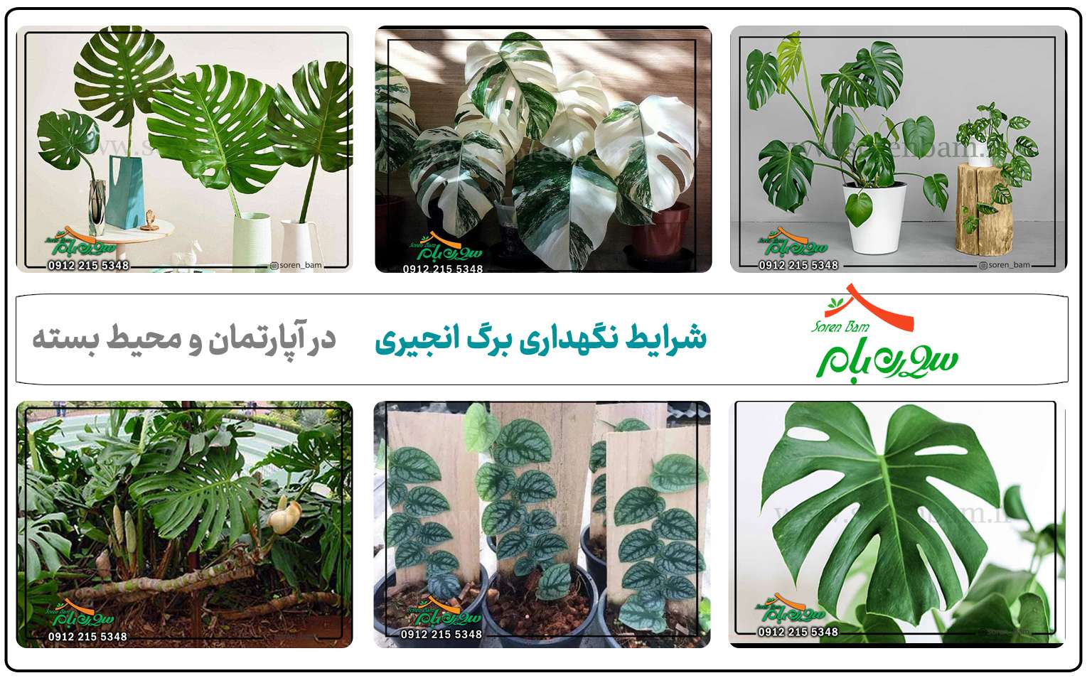 نکات نگهداری انواع گل برگ انجیری در خانه