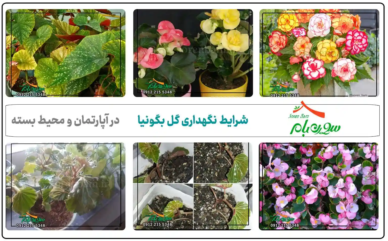 شرایط نگهداری گل بگونیا در منزل + تکثیر انواع بگونیا با عکس