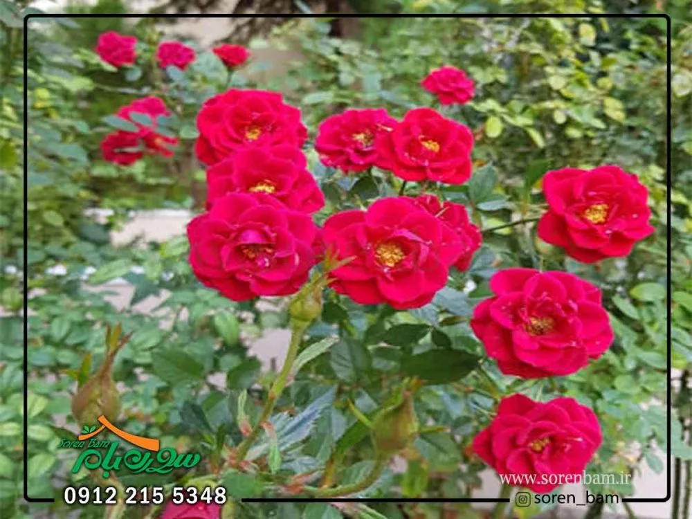 گل ساناز در روف گاردن