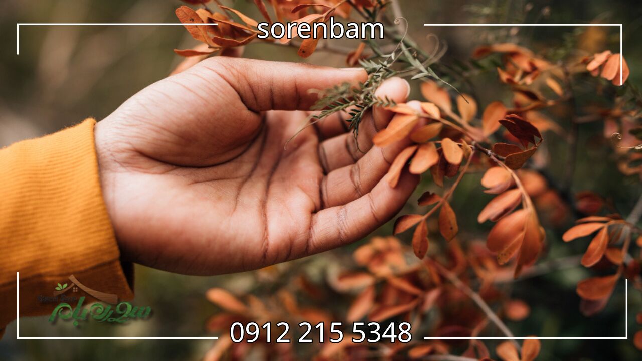 مراقبتهای پس از جابجایی درختان در پاییز