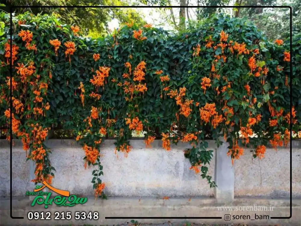 پیچ اناری