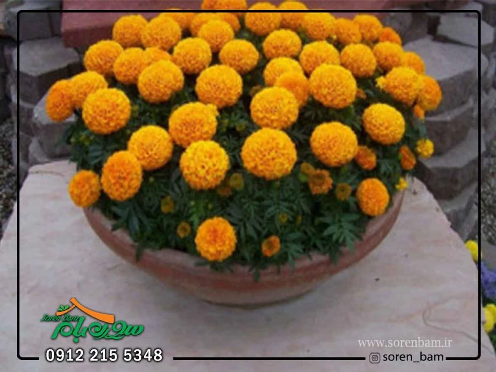 گل جعفری در روف گاردن