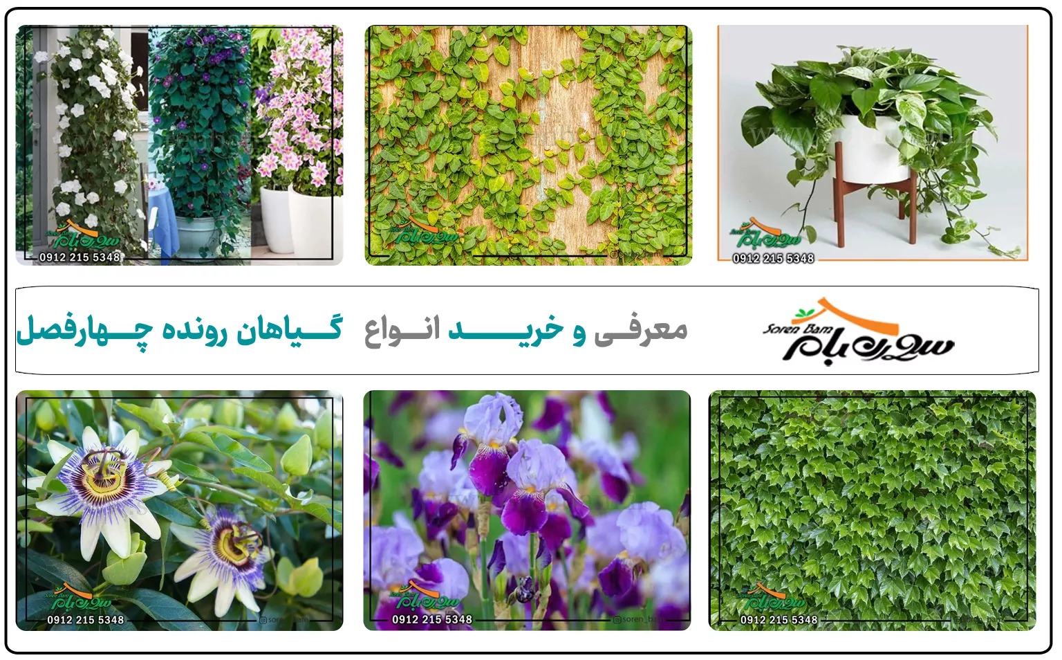 معرفی و خرید انواع گیاهان رونده چهارفصل
