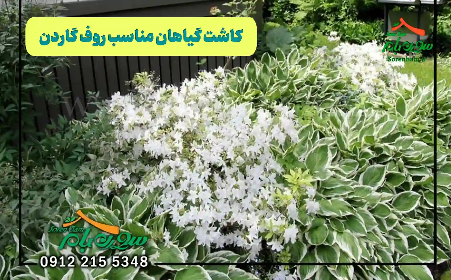 کاشت گیاهان مناسب روف گاردن